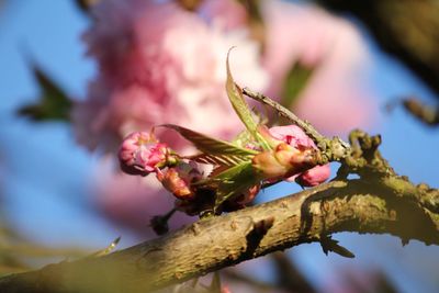 Close-up of cherry blossom