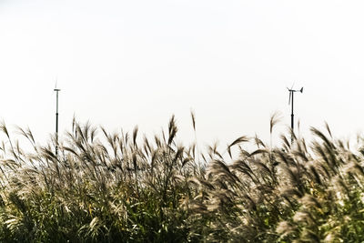 Crop on field against clear sky