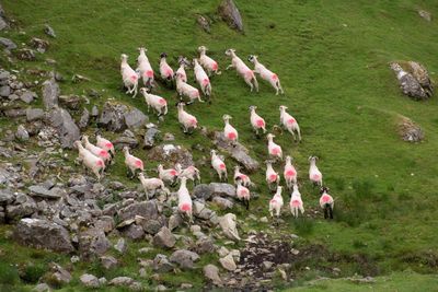 Flock of sheep on field