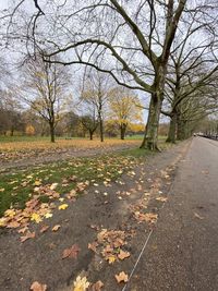 Trees in park during autumn