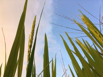 Low angle view of plants against blue sky