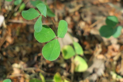 Close-up of plant growing on field