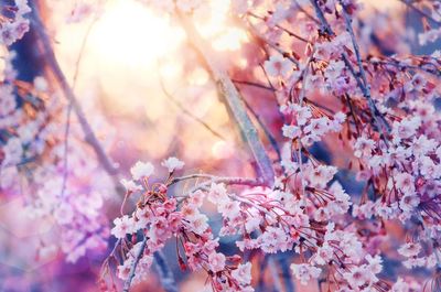 Close-up of pink cherry blossoms in spring