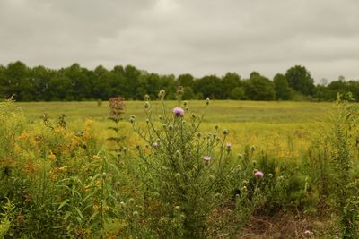Scenic view of flowering plants on field against sky