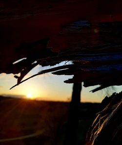 Close-up of silhouette plant on land against sunset sky