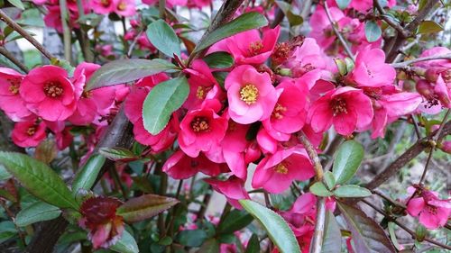 Close-up of pink flowers