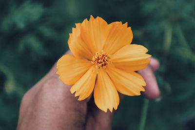 Cropped hand holding yellow flower