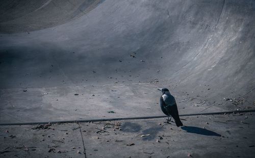 High angle view of bird perching