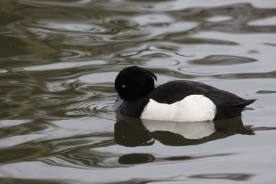 Ducks floating on water