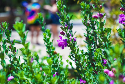 Close-up of purple flowering plants