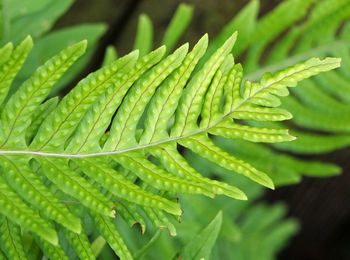 High angle view of fern leaves