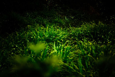 Grass at night