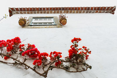 Low angle view of red flowering plant against white house wall with window and clay roof