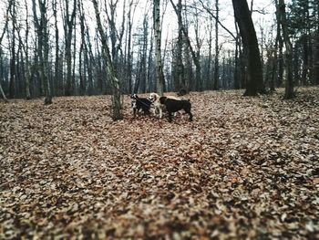 View of a dog in the forest