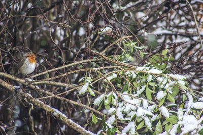 Close-up of bird perching on branch