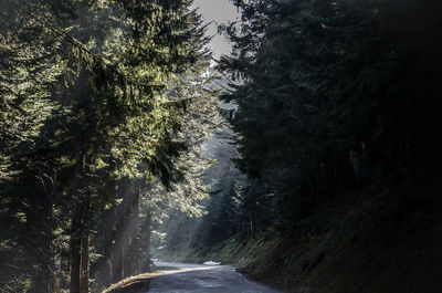 Road amidst trees against sky