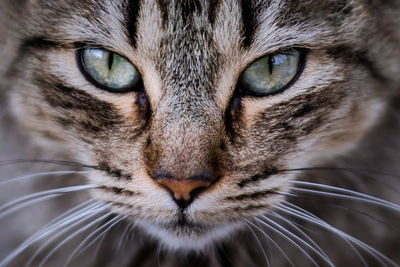 Close-up portrait of cat