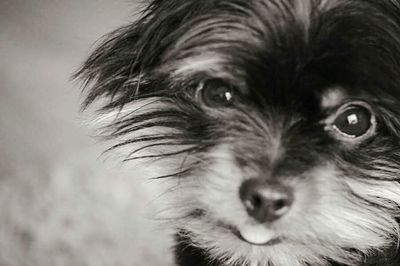 Close-up portrait of a dog