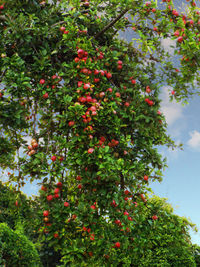 Low angle view of fruits on tree