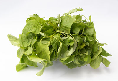 Close-up of green leaves against white background