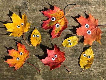 High angle view of birds on wood