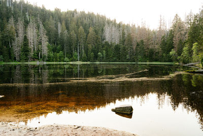 Scenic view of lake in forest