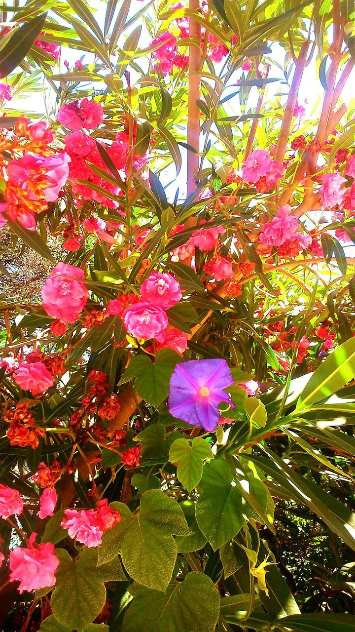 flower, growth, freshness, beauty in nature, tree, pink color, fragility, nature, leaf, low angle view, blooming, blossom, in bloom, day, petal, outdoors, no people, plant, green color, botany, tranquility, close-up, growing, abundance, scenics, lush foliage, focus on foreground, sky, green, backgrounds