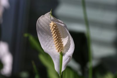 Close-up of white rose flower