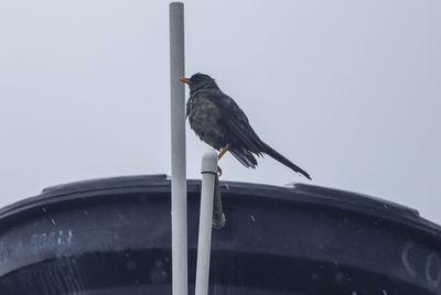 Low angle view of bird perching against the sky