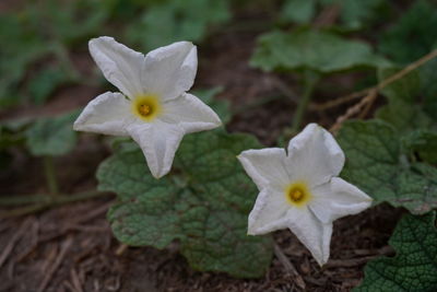 Close-up of white flower