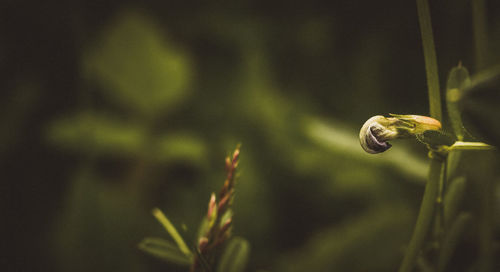 Close-up of water drops on plant