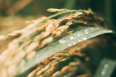 Close-up of wet plant