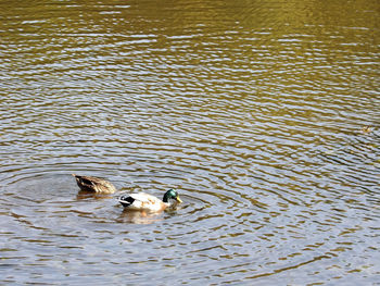 High angle view of ducks in lake