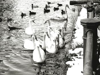 Birds in water