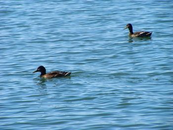 Ducks swimming on lake