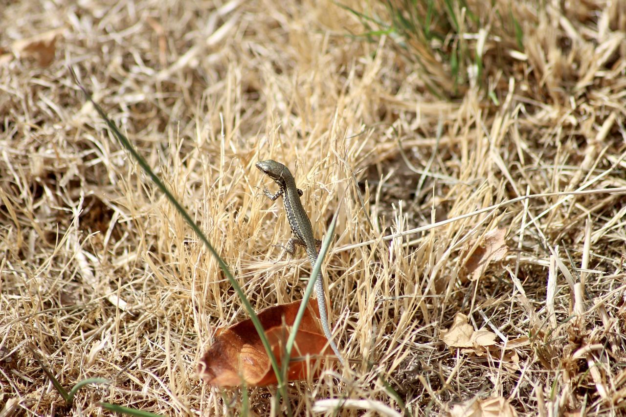 HIGH ANGLE VIEW OF A ANIMAL ON FIELD