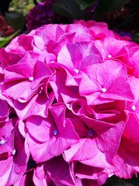 Close-up of pink flowers blooming outdoors