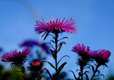 Close-up of pink flowers