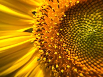 Full frame shot of yellow flower