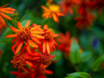 Close-up of red flowering plant