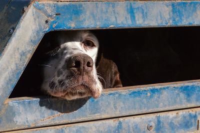 Close-up of dog looking through metallic window