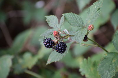 Close-up of berries growing on tree