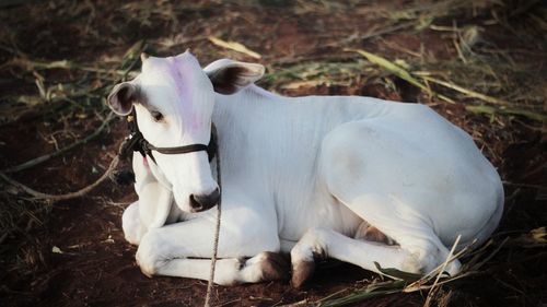 White horse in a field