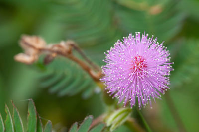 Close-up of pink flower