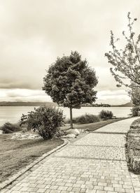 Tree by footpath against sky