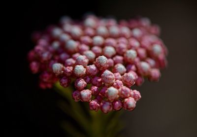 Close-up of flowers against black background