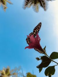 Butterfly on plant