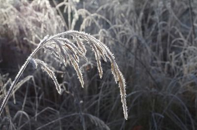 Close-up of frozen plant