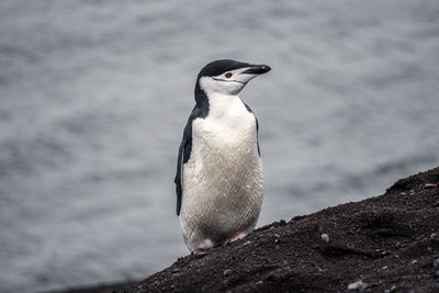 Close-up of bird perching on rock