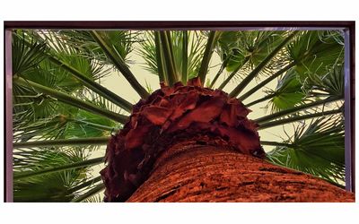 Low angle view of palm tree